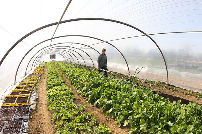 salades vertes et semis sous serre avec un maraîcher