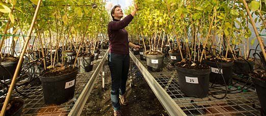 l'installation d'une station d'expérimentation sur les plantes à parfum aromatiques et médicinales au sein de l'Itepmai à Chemillé-en-Anjou.