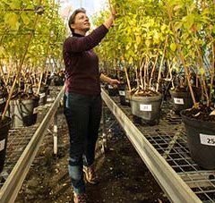 l'installation d'une station d'expérimentation sur les plantes à parfum aromatiques et médicinales au sein de l'Itepmai à Chemillé-en-Anjou.